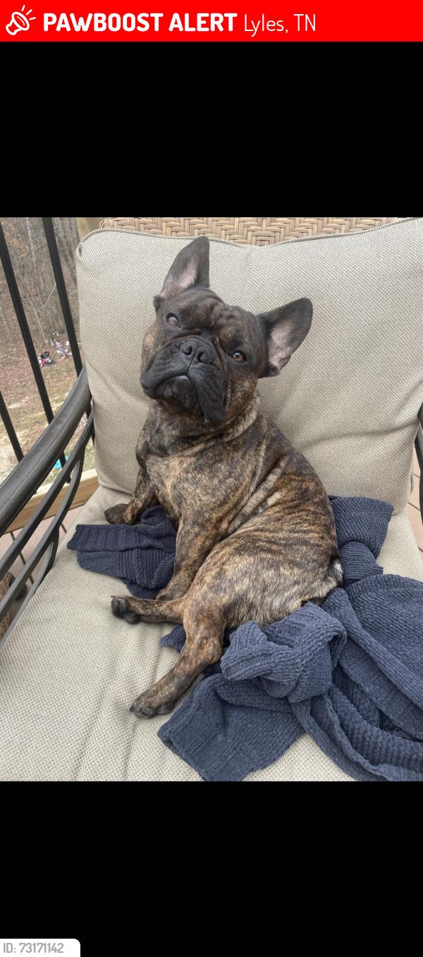 Lost Male Dog last seen Crossing woods to maple st, Lyles, TN 37098
