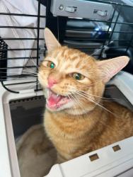 Lost Male Cat last seen Near E 55TH AVE, Spokane, WA 99223