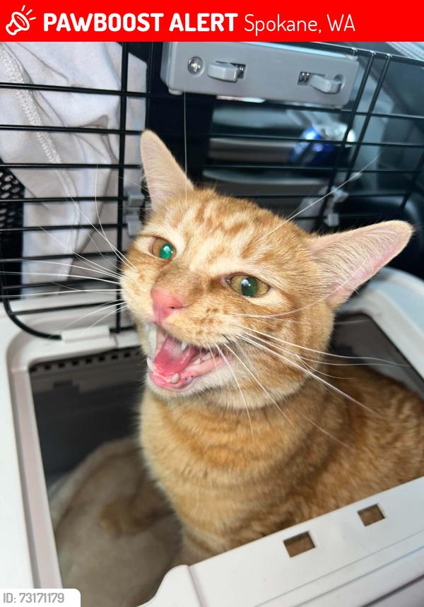 Lost Male Cat last seen Near E 55TH AVE, Spokane, WA 99223