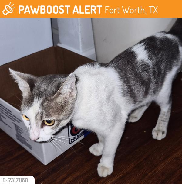 Found/Stray Unknown Cat last seen May st Biddison st, Fort Worth, TX 76110