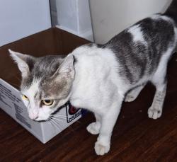 Found/Stray Unknown Cat last seen May st Biddison st, Fort Worth, TX 76110