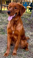 Lost Female Dog last seen San Juan, Citrus Heights, CA 95610