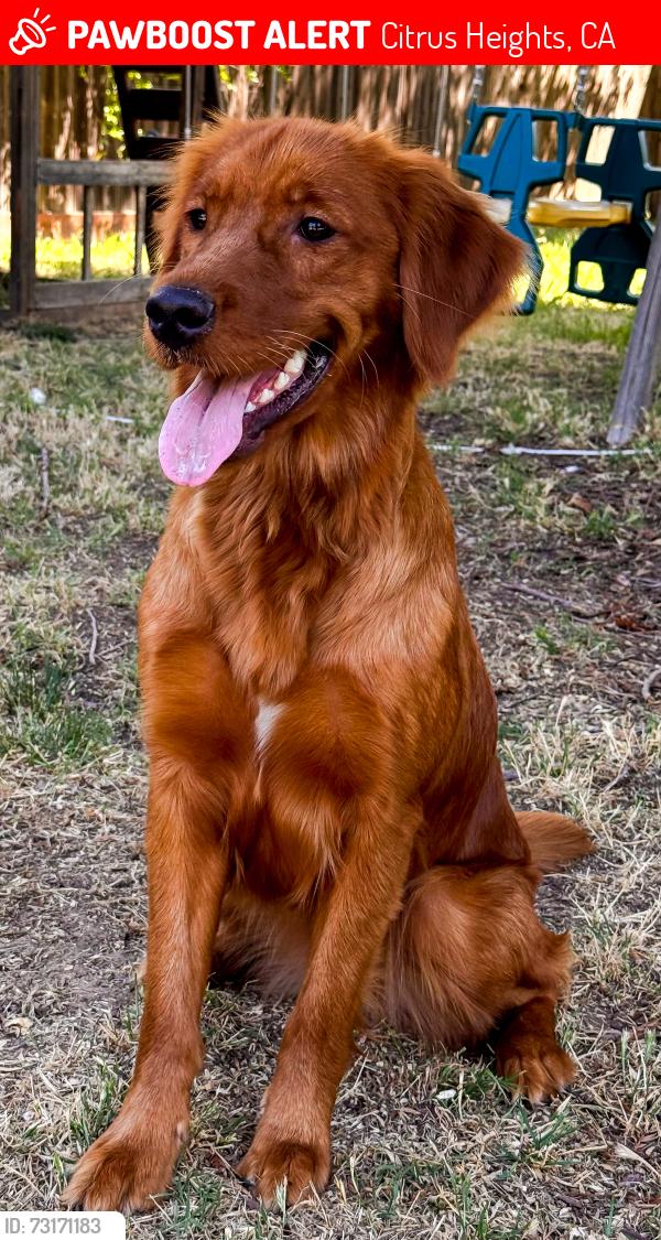 Lost Female Dog last seen San Juan, Citrus Heights, CA 95610