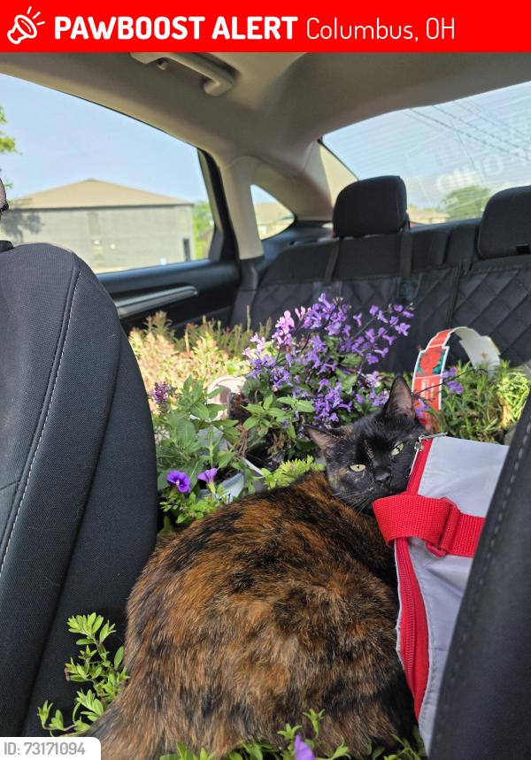 Lost Female Cat last seen A block north of Sullivant, Columbus, OH 43222