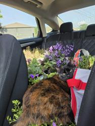 Lost Female Cat last seen A block north of Sullivant, Columbus, OH 43222