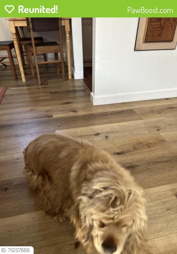Reunited Female Dog last seen Tulare & Arlington, East Richmond Heights, CA 94805