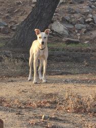 Found/Stray Male Dog last seen 56th St & Felspar in the creek, Riverside, CA 92509