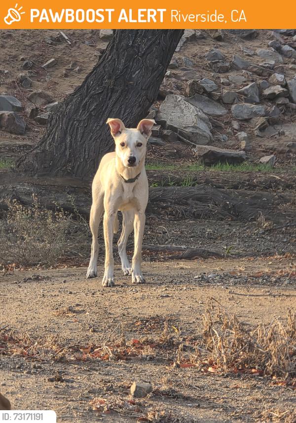 Found/Stray Male Dog last seen 56th St & Felspar in the creek, Riverside, CA 92509