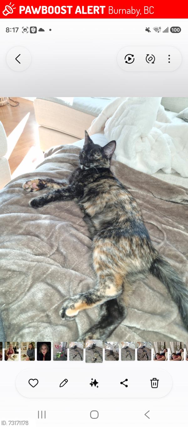 Lost Female Cat last seen Parkview Place off Gilley, Burnaby, BC 