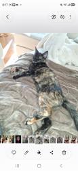 Lost Female Cat last seen Parkview Place off Gilley, Burnaby, BC 