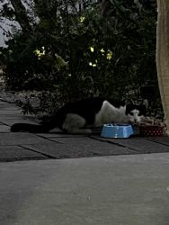Found/Stray Unknown Cat last seen Hacienda Blvd & Colima, Hacienda Heights, CA 91745