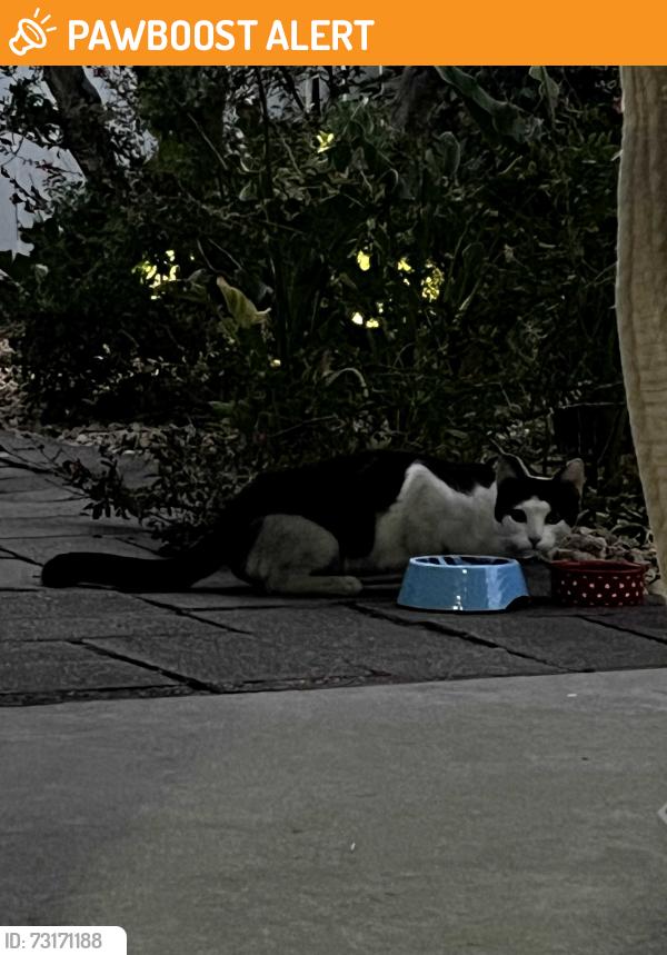 Found/Stray Unknown Cat last seen Hacienda Blvd & Colima, Hacienda Heights, CA 91745