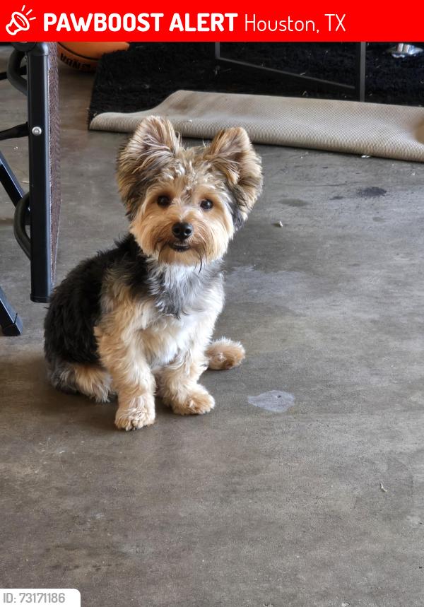 Lost Male Dog last seen Plaza at The Medical Center, Houston, TX 77054