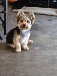 Lost Male Dog last seen Plaza at The Medical Center, Houston, TX 77054