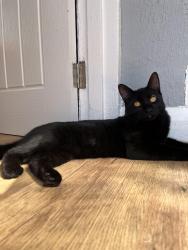 Lost Male Cat last seen Southroyd park street, my hse, West Yorkshire, England 