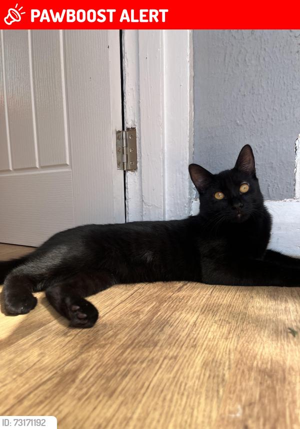 Lost Male Cat last seen Southroyd park street, my hse, West Yorkshire, England 