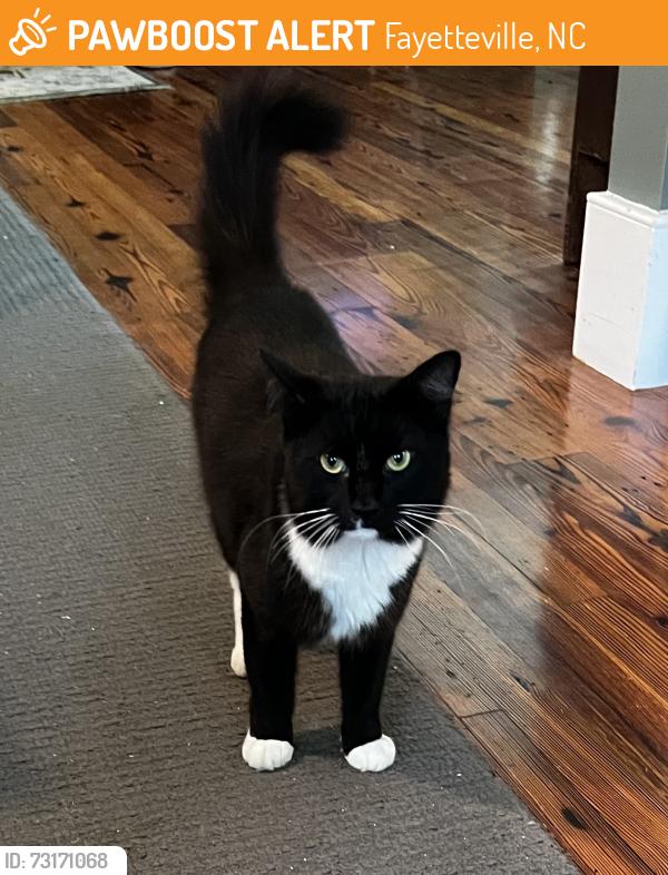 Found/Stray Female Cat last seen Grays Creek on Hwy 87 btwn Marsh Rd & School Rd intersection, Fayetteville, NC 28306