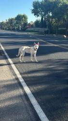Reunited Male Dog last seen on south macarthur, in between fair oaks and glenbriar ests, about 100feet down the street from the carbonara liquor store, Tracy, CA 95376