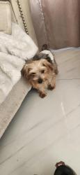 Reunited Male Dog last seen Cambria & Mango, Fontana, CA 92336