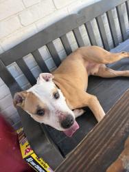 Reunited Male Dog last seen Near Huffmeister Rd Houston, TX 77065 United States, Houston, TX 77065