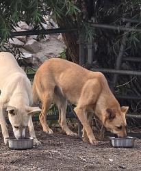 Found/Stray Female Dog last seen 56th street & Felspar in the creek, Riverside, CA 92509