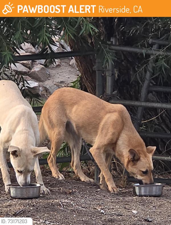 Found/Stray Female Dog last seen 56th street & Felspar in the creek, Riverside, CA 92509