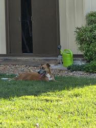 Found/Stray Female Dog last seen Summers Road, Farmland Acres, Morganton, NC 28655