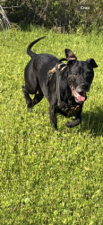Reunited Female Dog last seen Western and DuPont, Orange, TX 77630