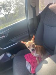 Found/Stray Female Other last seen Blessing st, San Antonio, TX 78228
