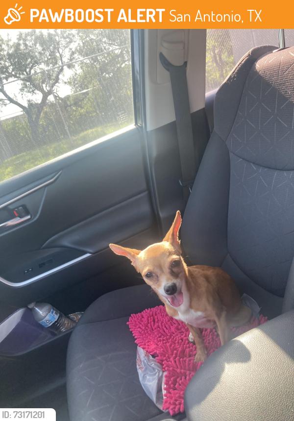Found/Stray Female Other last seen Blessing st, San Antonio, TX 78228