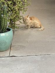 Found/Stray Unknown Cat last seen 45th Ave and Orangewood, Glendale, AZ 85301