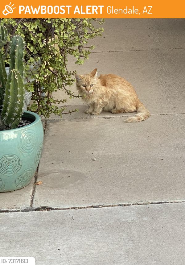 Found/Stray Unknown Cat last seen 45th Ave and Orangewood, Glendale, AZ 85301