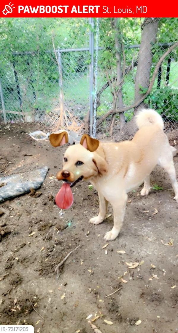 Lost Male Dog last seen Bellefontaine, St. Louis, MO 63137