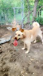 Lost Male Dog last seen Bellefontaine, St. Louis, MO 63137