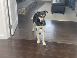 Found/Stray Female Dog last seen Airport Blvd / La Tijera in Westport Heights, Los Angeles, CA 90045