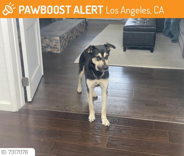 Found/Stray Female Dog last seen Airport Blvd / La Tijera in Westport Heights, Los Angeles, CA 90045