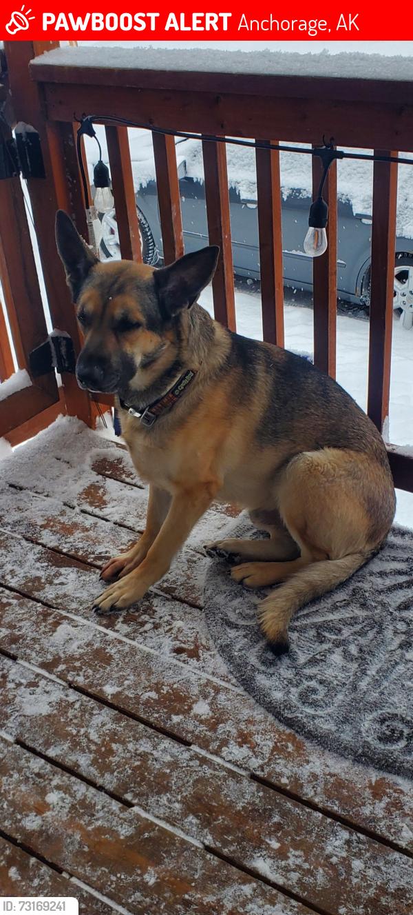 Lost Male Dog last seen JBER Elmendorf AFB Anchorage Alaska, Anchorage, AK 99506