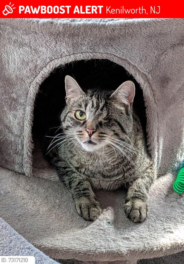 Lost Male Cat last seen S 25th Street, Kenilworth, NJ 07033