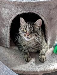 Lost Male Cat last seen S 25th Street, Kenilworth, NJ 07033