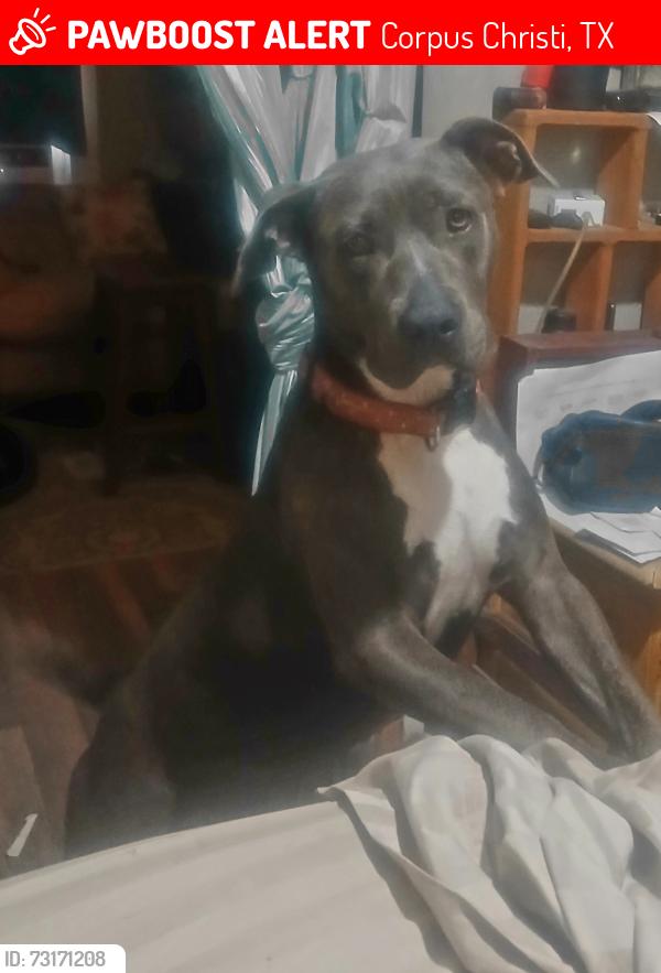 Lost Female Dog last seen 11th street and coleman, Corpus Christi, TX 78404