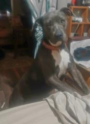Lost Female Dog last seen 11th street and coleman, Corpus Christi, TX 78404
