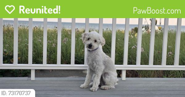 Reunited Male Dog last seen Cul de sac on Belshire Ln, San Diego, CA 92126