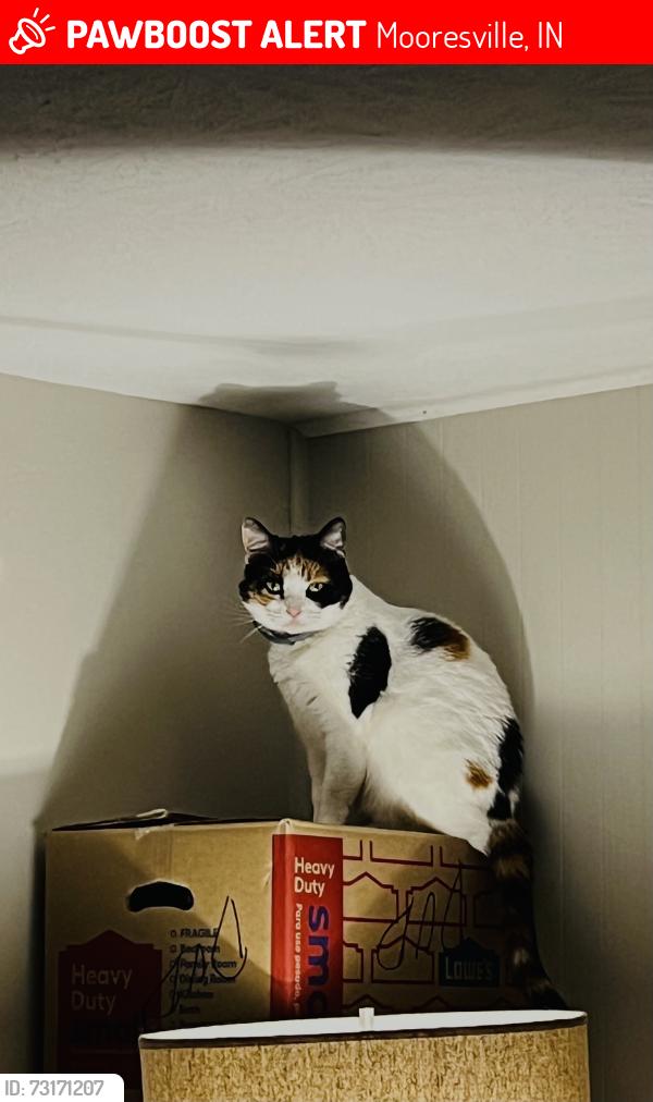 Lost Female Cat last seen Near Gasburg and 42., Mooresville, IN 46158