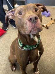 Shelter Stray Male Dog last seen Near Grovewood, 5th District, OH, 9203 Detroit Ave, Cleveland, OH 44102, USA