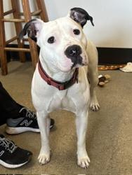 Shelter Stray Female Dog last seen Near Woodside, 5th District, OH, 9203 Detroit Ave, Cleveland, OH 44102, USA