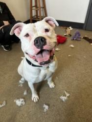 Shelter Stray Male Dog last seen Near Willowhurst, 5th District, OH, 9203 Detroit Ave, Cleveland, OH 44102, USA