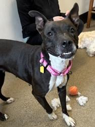 Shelter Stray Female Dog last seen Near Willowhurst, 5th District, OH, 9203 Detroit Ave, Cleveland, OH 44102, USA