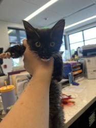 Shelter Stray Male Cat last seen Near Seven Oaks Ln, Atlanta, GA, 1251 Fulton Industrial Blvd NW, Atlanta, GA 30336, USA