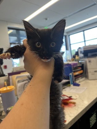 Shelter Stray Male Cat last seen Near Seven Oaks Ln, Atlanta, GA, 1251 Fulton Industrial Blvd NW, Atlanta, GA 30336, USA