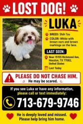 Lost Male Dog last seen Richmond and Westheimer, Houston, TX 77082